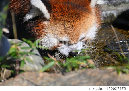 水を飲むレッサーパンダの顔のアップ 水を飲むレッサーパンダの顔のアップ 120027476