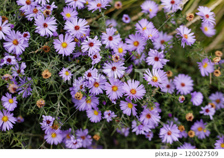 Aromatic purple aster blooming in the garden Karlin, Prague 120027509