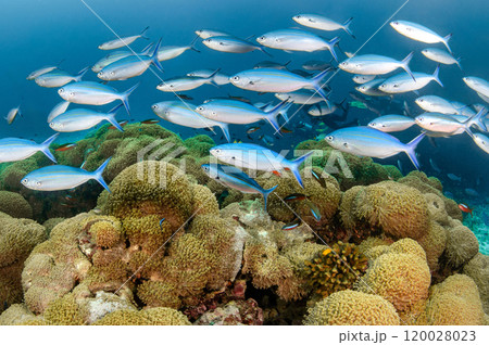 School of Rainbow runner swimming over Goniopora coral reef in Andaman Sea School of Rainbow runner swimming over Goniopora coral reef in Andaman Sea 120028023
