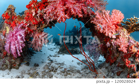 Arch of colorful soft coral reef at Similan National Park, Thailand 120028024