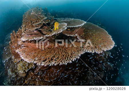 Solid table coral with school of glassfish at Surin National Park in Andaman Sea 120028026