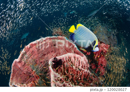 Emperor angelfish swimming with glassfish over barrel sponge coral reef Emperor angelfish swimming with glassfish over barrel sponge coral reef 120028027