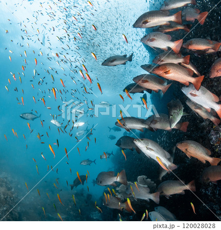 Group of Barramundi fish staring at a school of small fish Group of Barramundi fish staring at a school of small fish 120028028