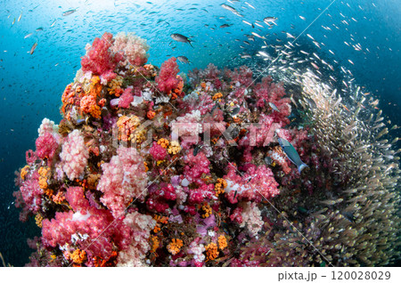 Beautiful colorful soft coral reef with massive school of glass fish at Richelieu Rock, Thailand Beautiful colorful soft coral reef with massive school of glass fish at Richelieu Rock, Thailand 120028029