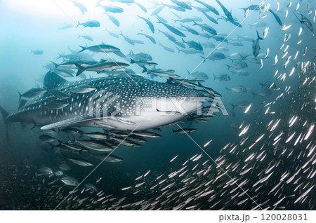 Whale shark swimming with school fish in Andaman sea 120028031