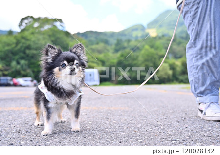 笑顔で散歩する可愛いチワワ キャンピングカー旅行 笑顔で散歩する可愛いチワワ キャンピングカー旅行 120028132