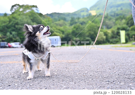 笑顔で散歩する可愛いチワワ キャンピングカー旅行 笑顔で散歩する可愛いチワワ キャンピングカー旅行 120028133