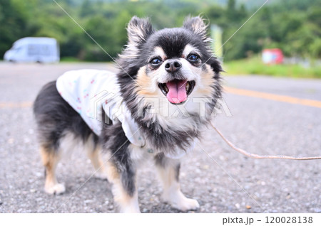 笑顔で散歩する可愛いチワワ キャンピングカー旅行 笑顔で散歩する可愛いチワワ キャンピングカー旅行 120028138
