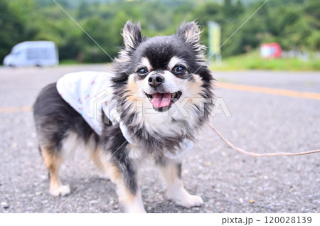 笑顔で散歩する可愛いチワワ　キャンピングカー旅行 120028139
