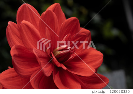 赤いダリアの花のアップ 120028320
