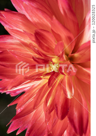 赤いダリアの花のアップ 120028325