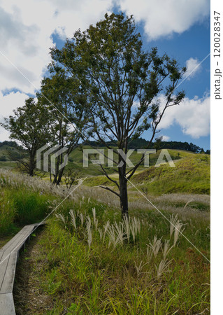 関西有数のススキの群生地　砥峰高原 120028347