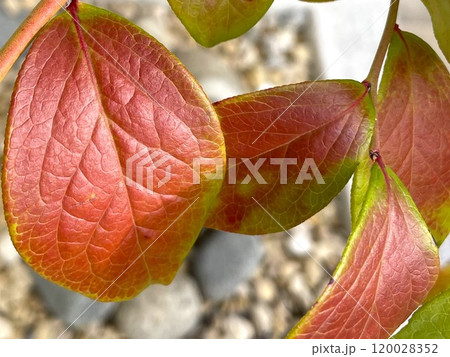 美しく紅葉したブルーベリーの葉2 120028352