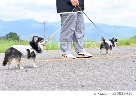 女性と散歩する笑顔のチワワ 女性と散歩する笑顔のチワワ 120028410