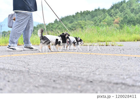 女性と散歩する笑顔のチワワ 女性と散歩する笑顔のチワワ 120028411
