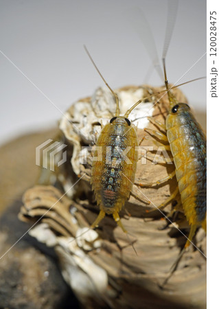 フナムシ フナムシ 120028475