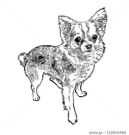 Chihuahua dog sketch drawn 120028480