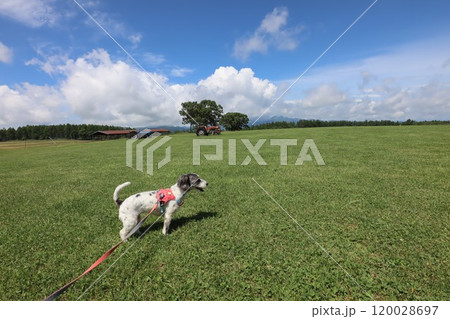 牧場 牧場 120028697