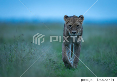 Lioness crossing grass towards camera lifting paw Lioness crossing grass towards camera lifting paw 120028714