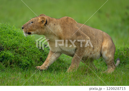 Lioness crouches behind grassy mound in rain Lioness crouches behind grassy mound in rain 120028715
