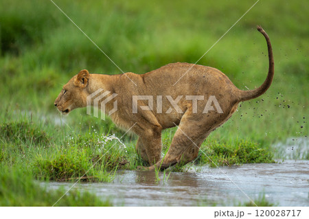 Lioness jumps across puddle on grassy floodplain 120028717
