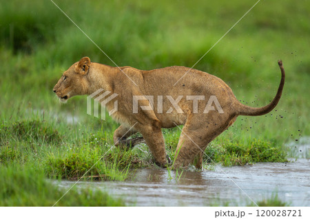 Lioness leaps across puddle on grassy floodplain Lioness leaps across puddle on grassy floodplain 120028721