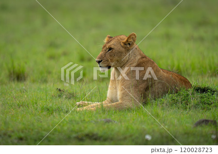 Lioness lies behind grassy mound on savannah Lioness lies behind grassy mound on savannah 120028723