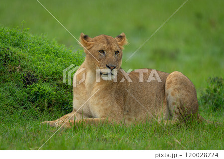 Lioness lies beside grassy mound in rain Lioness lies beside grassy mound in rain 120028724
