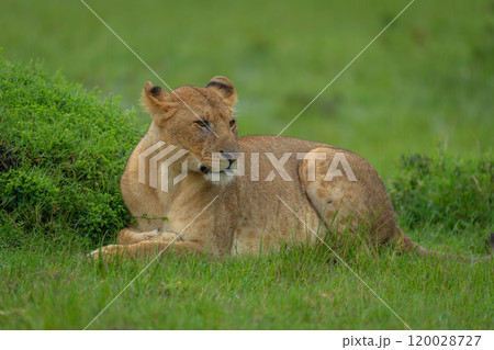 Lioness lies by grassy mound turning head 120028727