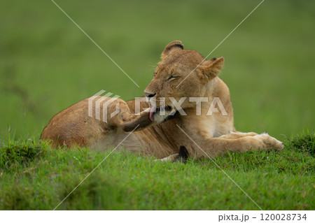 Lioness lies licking rear paw on grass Lioness lies licking rear paw on grass 120028734