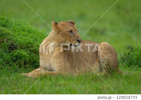 Lioness lies near grassy mound in rain Lioness lies near grassy mound in rain 120028735