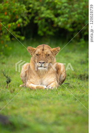 Lioness lies on grass with eyes closed Lioness lies on grass with eyes closed 120028739