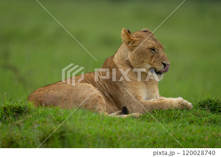 Lioness lies on grassy mound licking lips Lioness lies on grassy mound licking lips 120028740