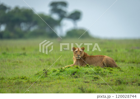 Lioness lies on grassy mound turning head Lioness lies on grassy mound turning head 120028744