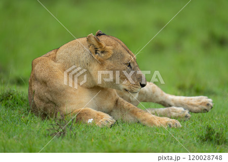 Lioness lies on short grass in rain Lioness lies on short grass in rain 120028748
