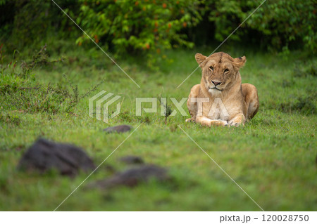 Lioness lies on short grass near bushes 120028750