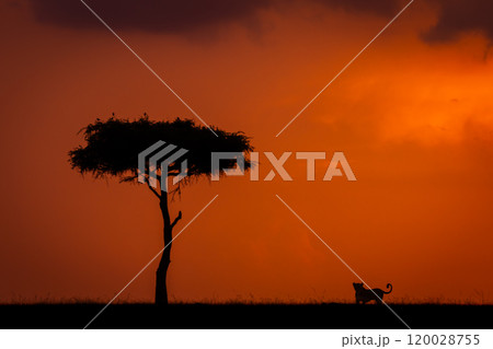 Lioness lies silhouetted near tree at sunset 120028755