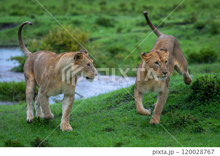 Lioness runs past another with river behind Lioness runs past another with river behind 120028767