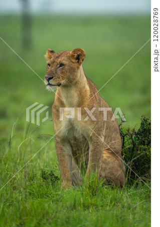 Lioness sits by bush in heavy rain Lioness sits by bush in heavy rain 120028769