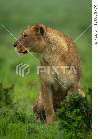 Lioness sits by bush in pouring rain 120028770