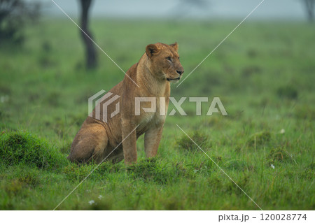 Lioness sits on grass in pouring rain 120028774