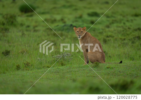 Lioness sits on grass looking towards camera Lioness sits on grass looking towards camera 120028775