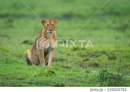 Lioness sits on short grass looking ahead Lioness sits on short grass looking ahead 120028782