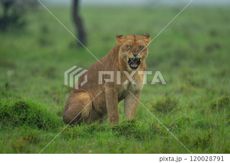 Lioness sits yawning on grassland in rain Lioness sits yawning on grassland in rain 120028791
