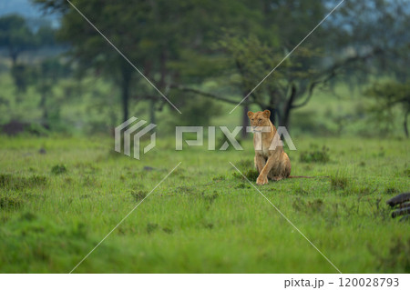 Lioness sitting near trees on short grass 120028793