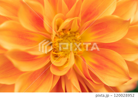 ダリア・秋 イメージ ダリア・秋 イメージ 120028952