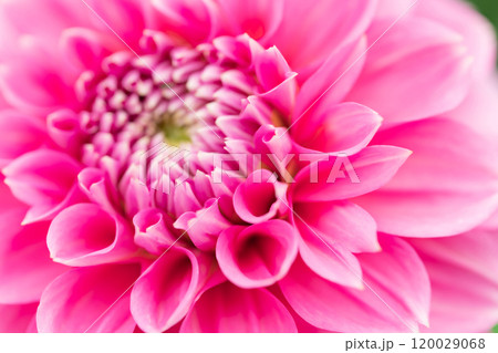 ダリア・秋 イメージ ダリア・秋 イメージ 120029068