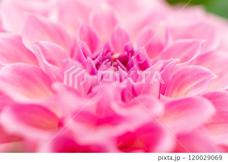 ダリア・秋 イメージ 120029069