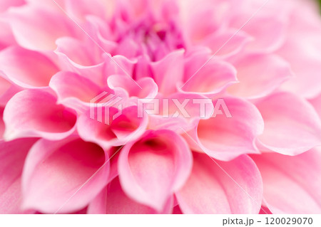 ダリア・秋 イメージ 120029070