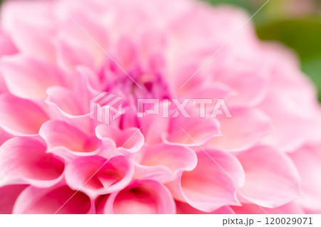 ダリア・秋 イメージ 120029071